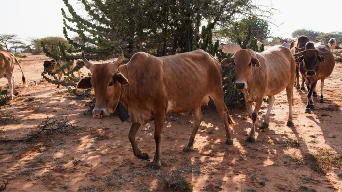 पशुपालन