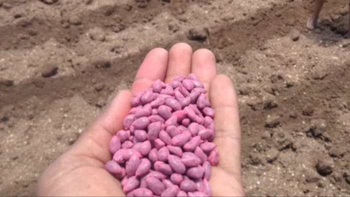 कपास का बीज