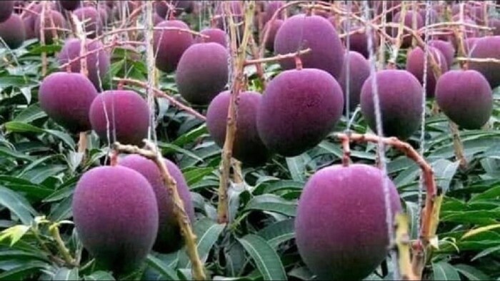 किसान ने आम बेचकर की बंपर कमाई. (सांकेतिक फोटो)