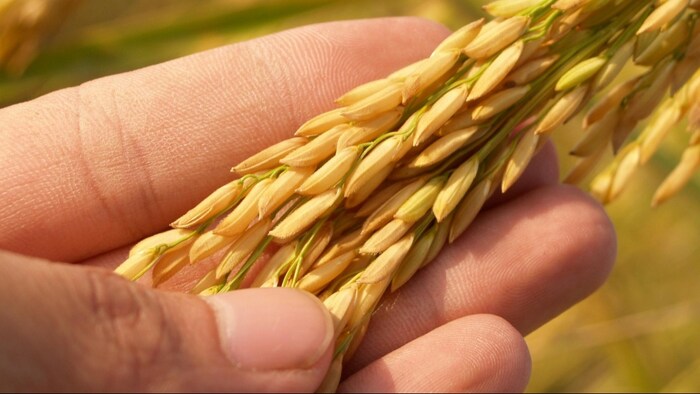 तेलंगाना के किसानों को पतला चावल उगाने की सलाह