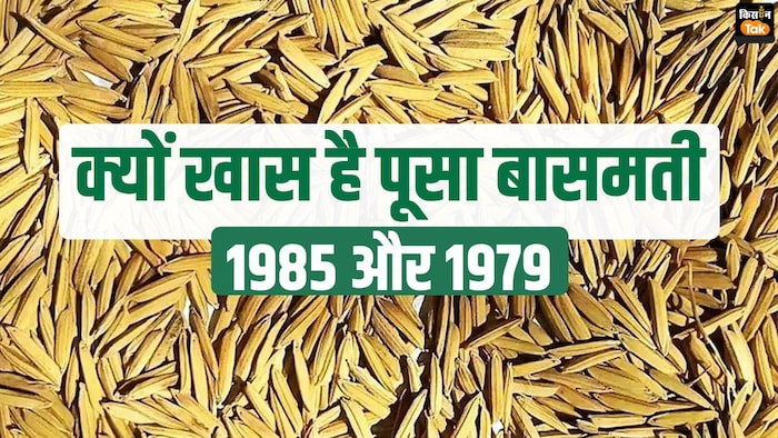 अब कम पानी में होगी बासमती धान की खेती.