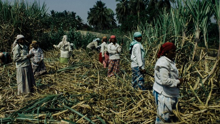 चीनी मिलों ने अभी नहीं की पेमेंट, कर्नाटक के किसान परेशान