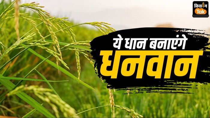 धान की ये किस्में किसानों को बनाएंगी मालामाल