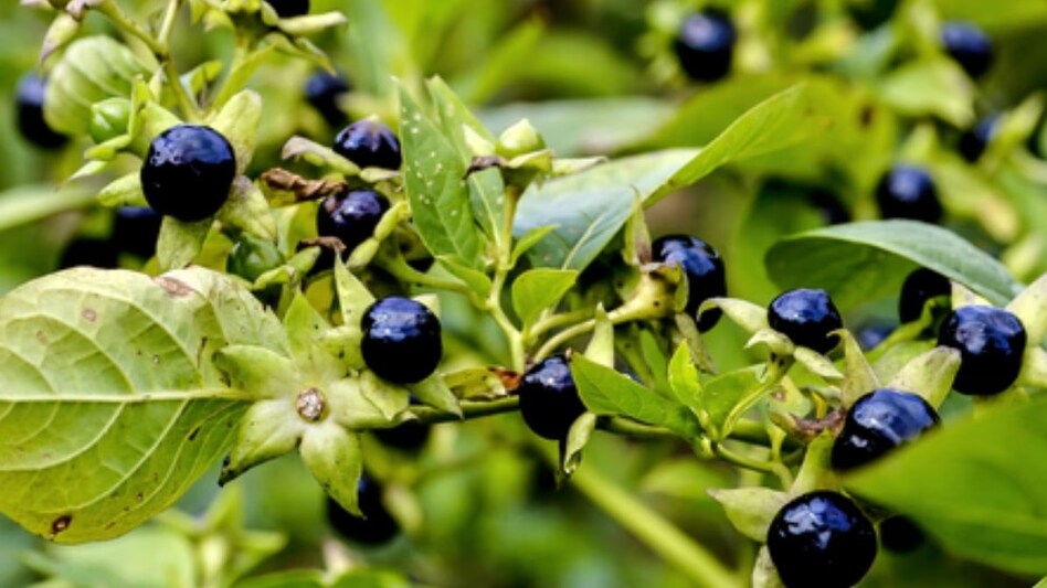 इस पौधे में मौजूद है बीमार लिवर को ठीक करने का गुण, फल-पत्ती के सेवन से होते चमत्कारी फायदे इस पौधे में मौजूद है बीमार लिवर को ठीक करने का गुण, फल-पत्ती के सेवन से होते चमत्कारी फायदे