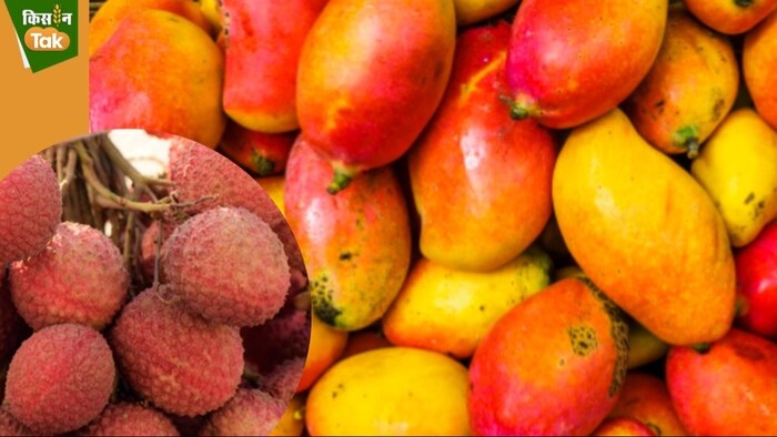 आम की सफेदा और दशहरी किस्मों की कीमतों में बदलाव दर्ज किया गया है