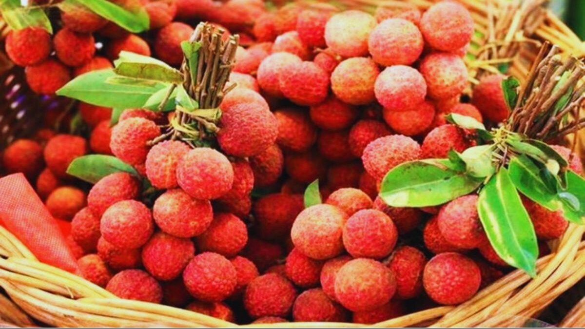 बिहार में उगाई जानें वाली लीची