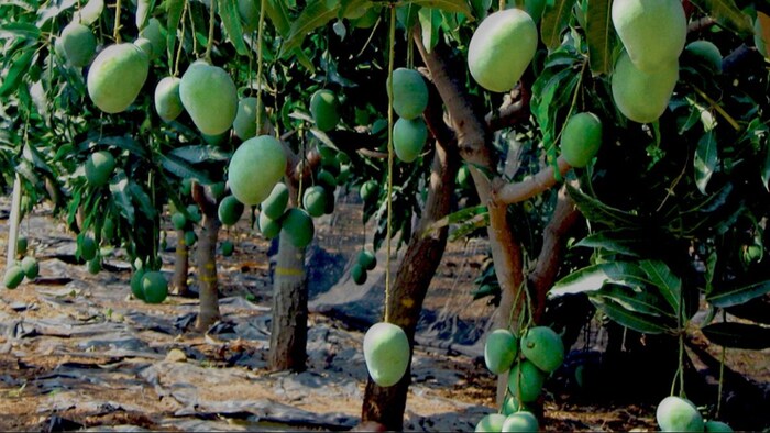 बढ़ता गर्मी आम के उपज के लिए खतरा