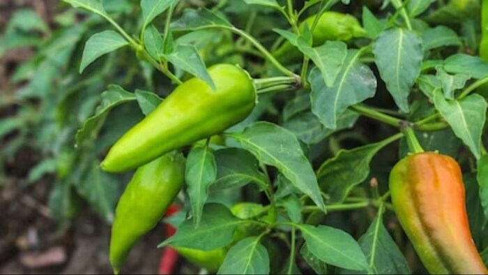 मिर्च की खेती