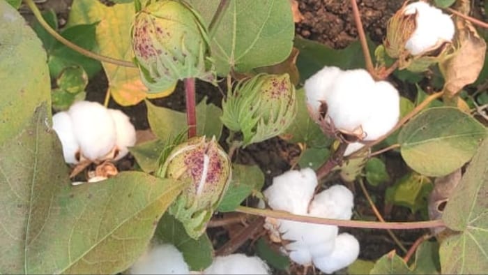 कपास की खेती