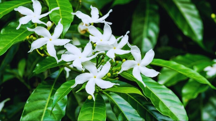 गमले में उगाएं चमेली चाय