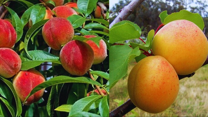 आड़ू, खुबानी की खेती