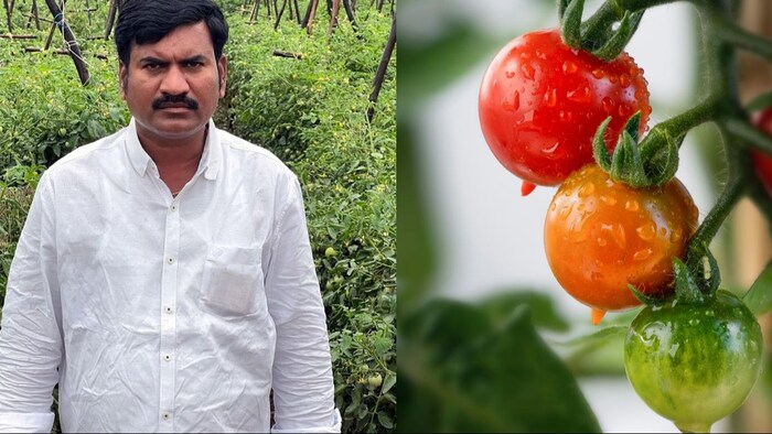तेलंगाना के किसान ने धान की जगह बोए टमाटर और कमाए करोड़ो रुपये