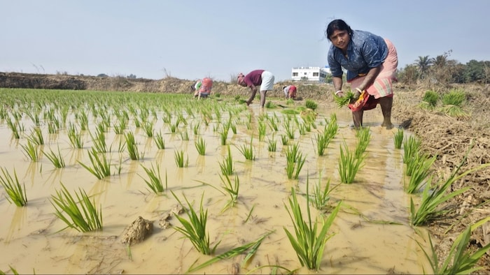 किसानों को मिल रही है धान के बीज पर 50 फीसदी की सब्सिडी
