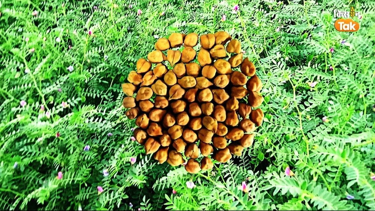 आखिर क्यों बढ़ रहा है चने का दाम.