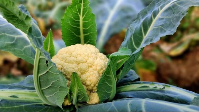 फूलगोभी की खेती