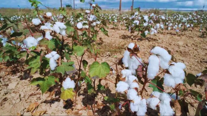 कपास के पौधे