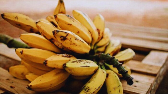 कभी खराब नहीं होगा केला (सांकेतिक तस्वीर)