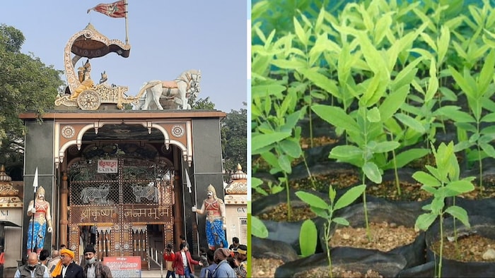 ब्रज के मंदिरों में है चंदन की अधिक डिमांड (Photo- Kisan Tak)