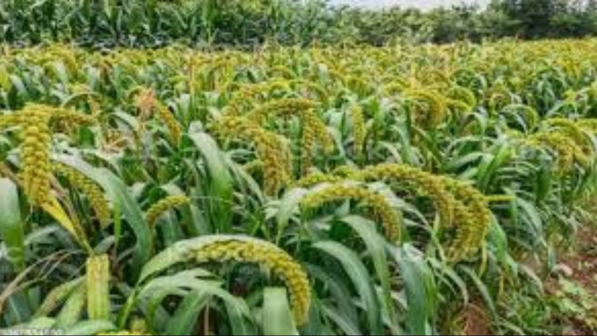 बाजरा की खेती