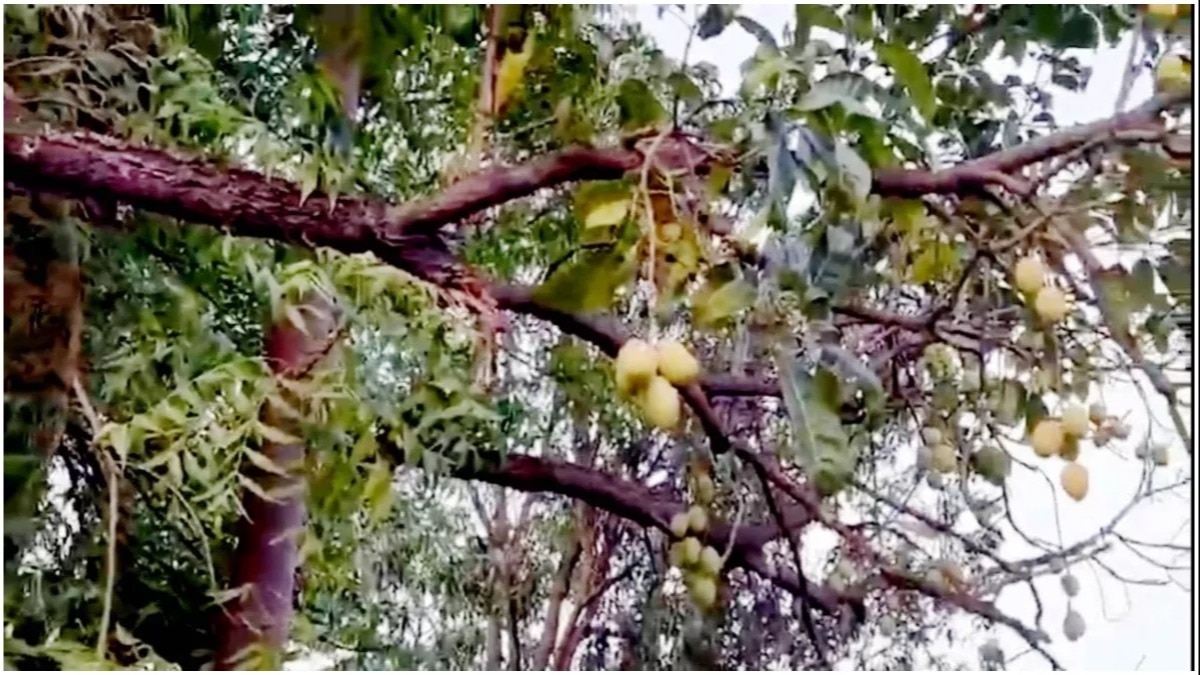 Miracle Tree: नीम के पेड़ में लगे आम के फल, एमपी सरकार के मंत्री के बंगले में दिखा यह अजूबा