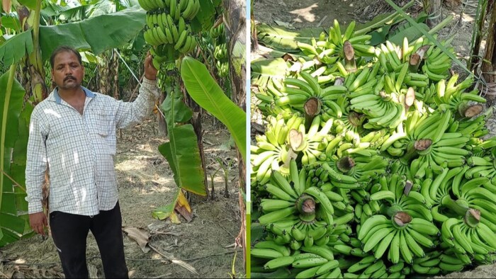 केले की खेती करने वाले अमेठी जिले के मुसाफिरखाना ब्लॅाक के रहने वाले टार्जन सिंह (Photo-Kisan Tak)