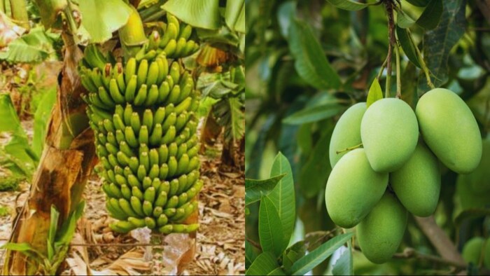 केले और आम की खेती