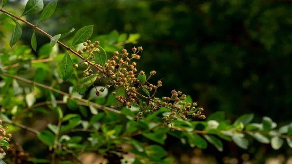 Agri Quiz: आखिर इतनी मशहूर क्यों है 'सोजत की मेहंदी', कहां होती है सबसे अधिक खेती