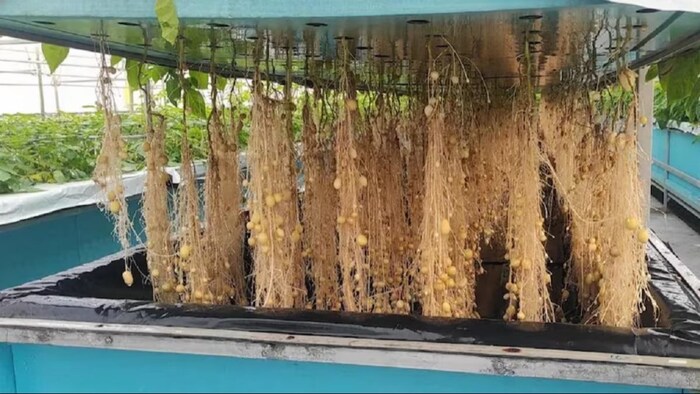 एरोपोनिक विधि से आलू की खेती. (सांकेतिक फोटो)