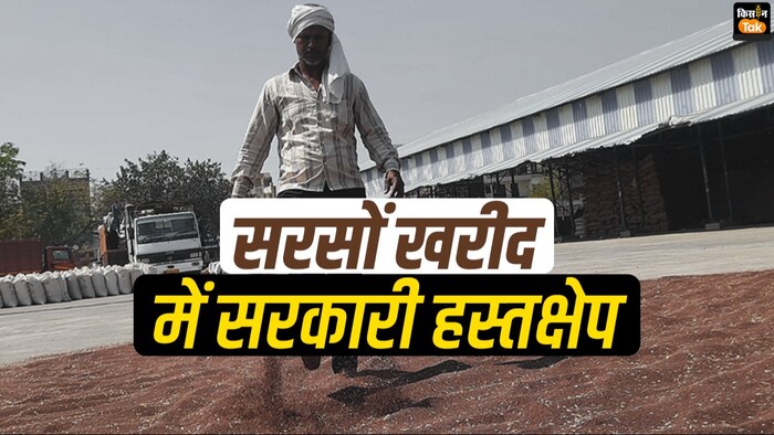 सरसों किसानों की बदहाली, सरकारी हस्तक्षेप बढ़ाने से सुधरेंगे हालात