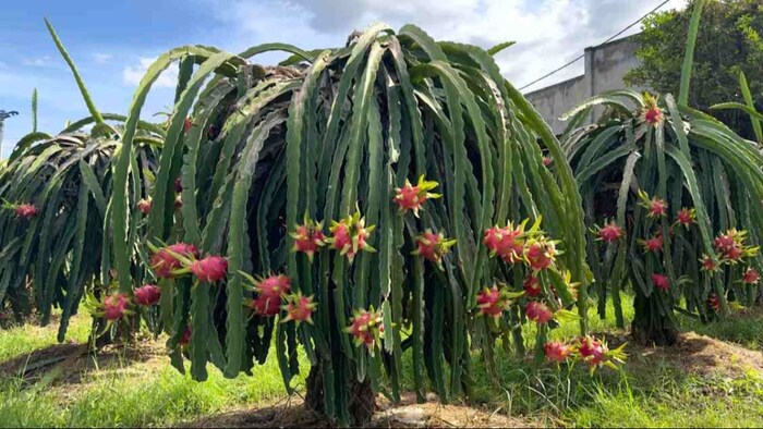 ड्रैगन फ्रूट की खेती (सांकेतिक तस्वीर)