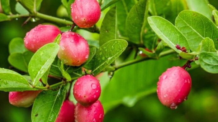 करौंदा मुरब्बा कैसे बनाएं