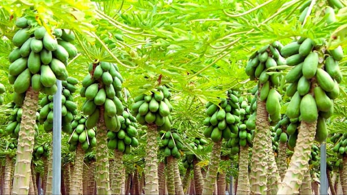 पपीता की खेती में कितनी बार करें सिंचाई