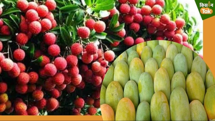 बिहार समेत पंजाब, तमिलनाडु, कर्नाटक और महाराष्ट्र से लीची की आवक बढ़ी है.