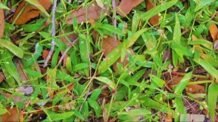 बायोफ्यूल के लिए मशहूर है यह घास