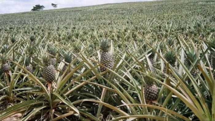 अनन्नास की खेती