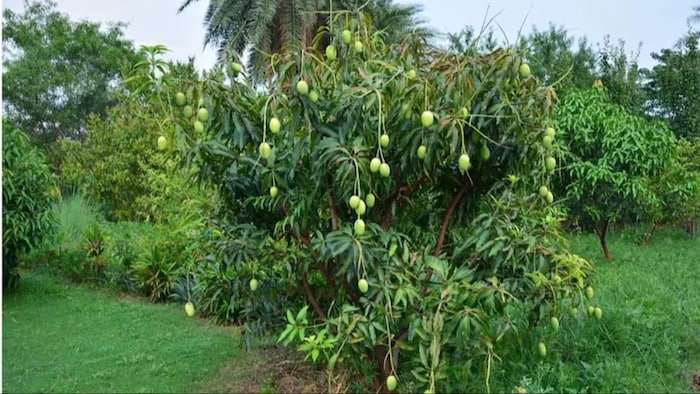 आम की खेती