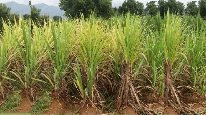 शिरासागी के इस्तेमाल से गन्ने की सफेद लट बीमारी दूर होगी.
