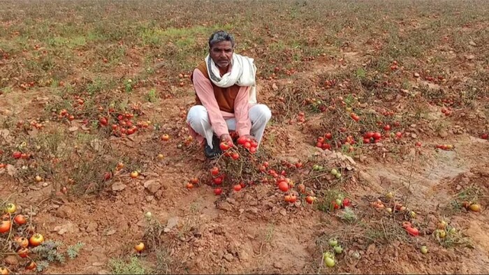 भीषण गर्मी से बर्बाद हो गई टमाटर की फसल. (सांकेतिक फोटो)
