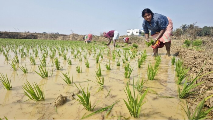आंध्र प्रदेश के कुरनूल में धान के किसानों को मिल रहे हीरे