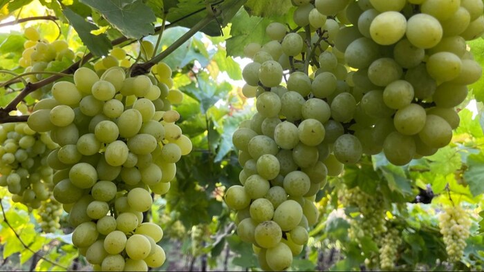 अंगूर की खेती