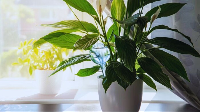 एयर प्यूरिफायर पौधा