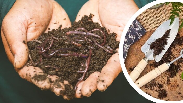 वर्मी कंपोस्ट