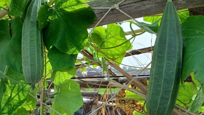 3G cutting Technique