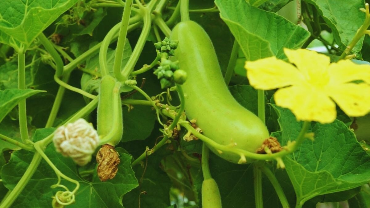 अफ्रीका से है लौकी का सीधा कनेक्शन