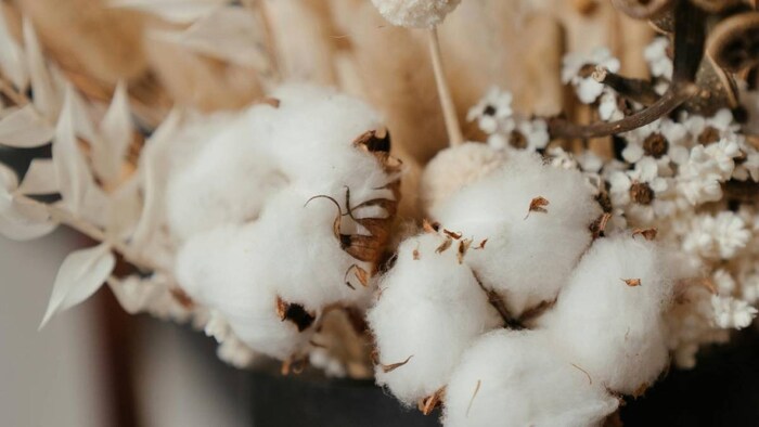 तेलंगाना के अदिलाबाद में कपास के बीजों के लिए मारा-मारी