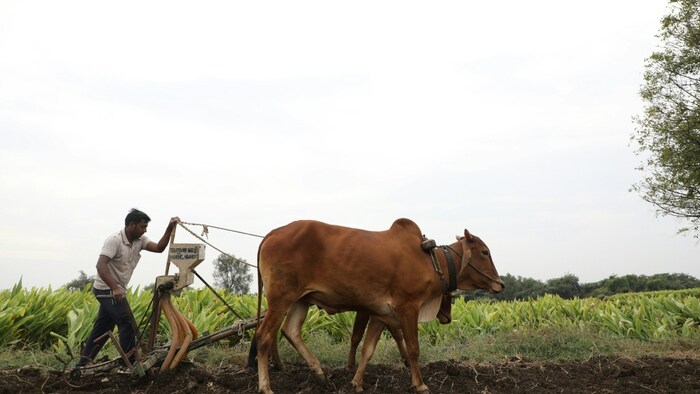 कर्नाटक के किसानों को अभी तक नहीं मिला मुआवजा