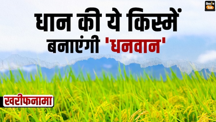 पूसा बासमती-1979 और पूसा बासमती-1985 की खेती के टिप्स.