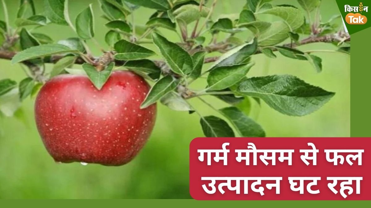 बदलती जलवायु से पहाड़ी फलों के उत्पादन में भारी गिरावट, सेब-नाशपाती, आलूबुखारा और खुबानी की पैदावार पर संकट