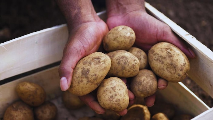 आलू को कैसे करें स्टोर