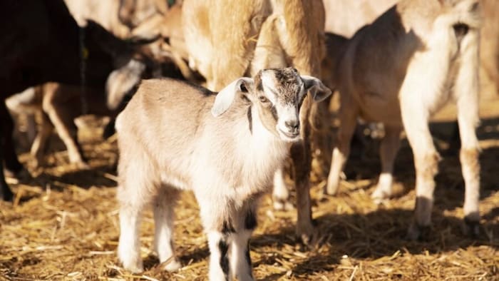 बकरी पालन के लिए सरकार दे रही सब्सिडी